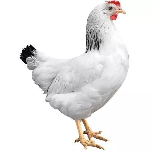 Sussexka