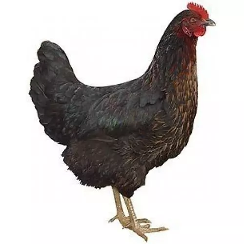 Horalka
